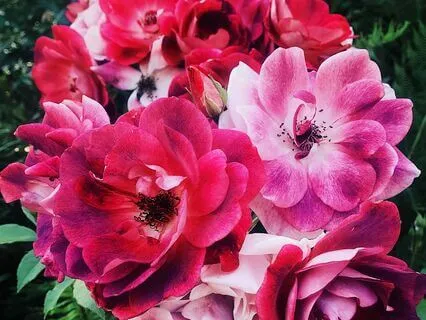 Heart Chakra Affirmations