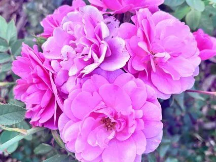 Heart Chakra Affirmations