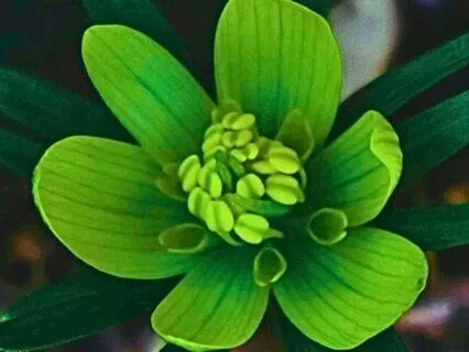 Heart Chakra Cleanse: Heal Relationships & Foster Self-Love