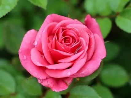 Heart Chakra Clearing For You And Your Business