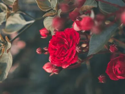 Heart Chakra Drone Meditation Frequency (364.5 HZ)