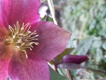 Heart Chakra Encourages The Cell To Communicate