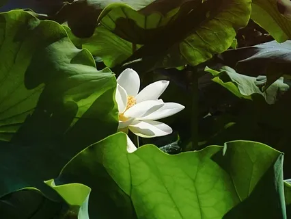 Heart Chakra Energy Center Balancing And Healing Music