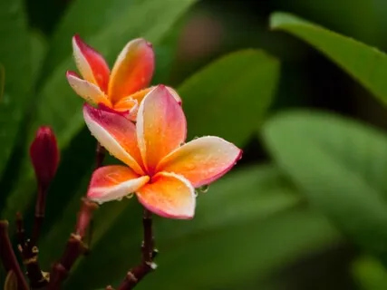 Heart Chakra Balancing For Loving-Kindness & Forgiveness