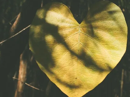 Heart Chakra Guided Meditation