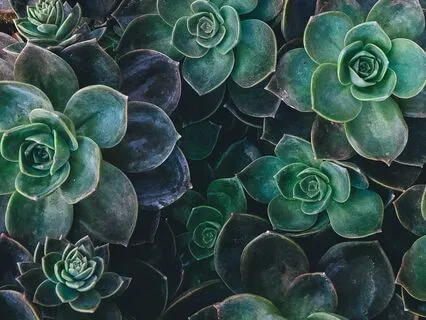 Heart Chakra Harmony