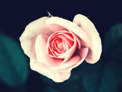 Heart Chakra - Heal, Open & Align