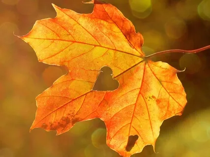 Heart Chakra: Heal Through The Power Of Sound & Frequency