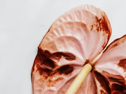 Healing Meditation For The Heart Chakra