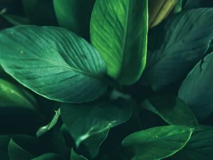 Heart Chakra Healing 639 Hz Solfeggio Frequency + Yam Chants