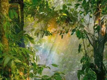 Heart Chakra Healing - Forest Visualization