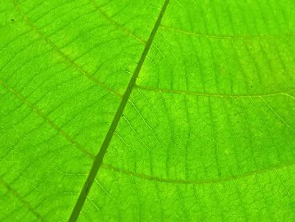 Heart Chakra Healing – Loving Kindness And Compassion