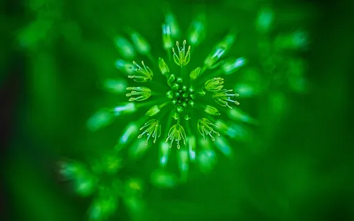 Heart Chakra Healing Transmission