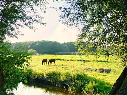 Heart Chakra Healing With Your Pet | Love & Connection