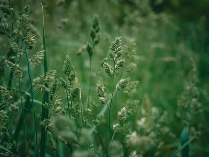 Heart Chakra Healing