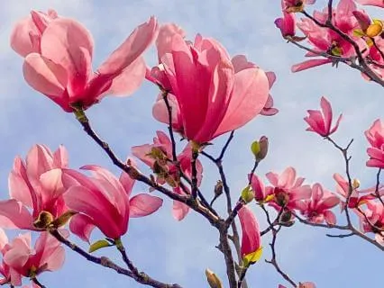 Heart Chakra Healing