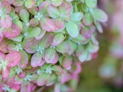 Heart Chakra Meditation