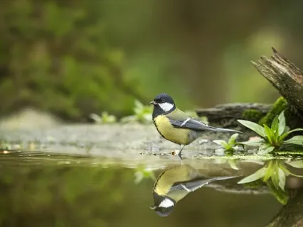 Heart Chakra Meditation