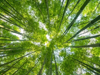 Heart Chakra Meditation