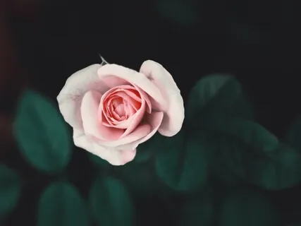 Heart Chakra Meditation