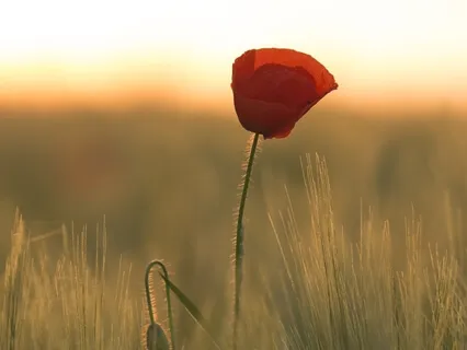 Heart Chakra Meditation