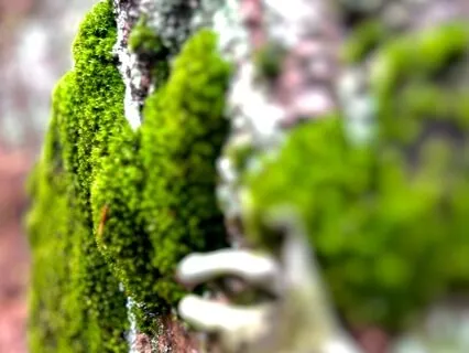 Heart Chakra Meditation- Harmony Of The Soul