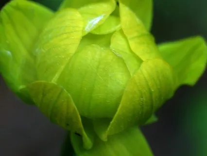 Heart Chakra Meditation: Radiate Love