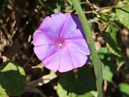 Heart Chakra Meditation with Singing Bowls