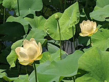 Heart Chakra Meditation