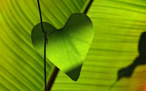 Heart Chakra Opening And Divine Activation