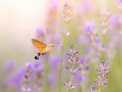 Heart Chakra Opening Meditation