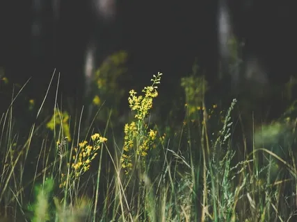 Heart Chakra Sleep Affirmation Meditation