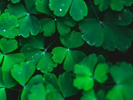 Heart Chakra Sounding: Love, Connection