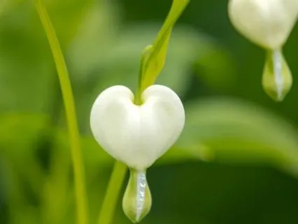 Heart Chakra With Affirmations