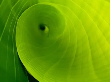 Heart Chakra Affirmations - Giving & Receiving Love