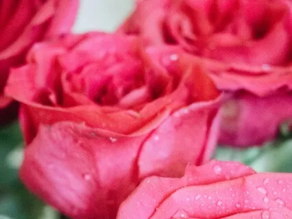 Heart Charkra- Compassion In A Rose Garden