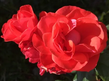 Heart Coherence & Intention 