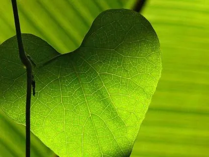 Heart Connection Meditation