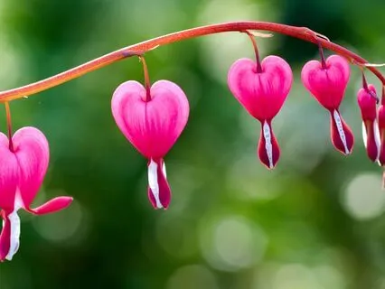 Heart Energy For Inner Peace EcoMeditation