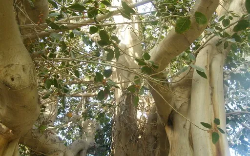 Heart Flow Relaxation