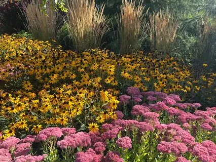 Heart-Focused Meditation