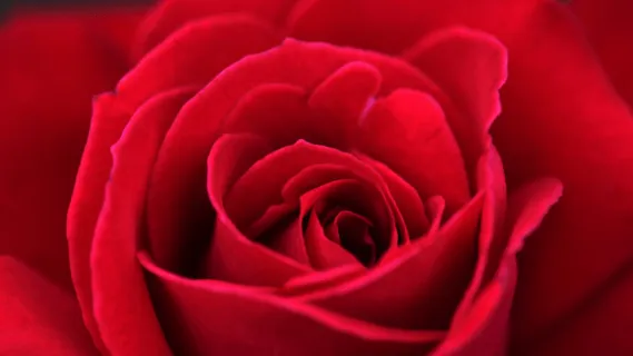 Heart Full Of Love  - 19min Daily Insight