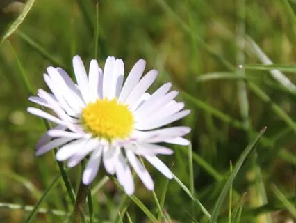 Heart Garden: A Short Morning Practice For Intention Setting