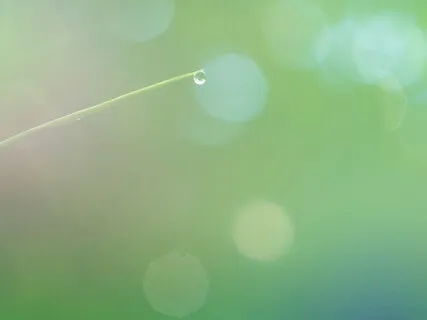 Heart Green Contentment