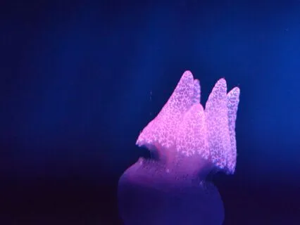 Heart & Harmony Alignment