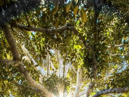 Heart Healer Breathwork