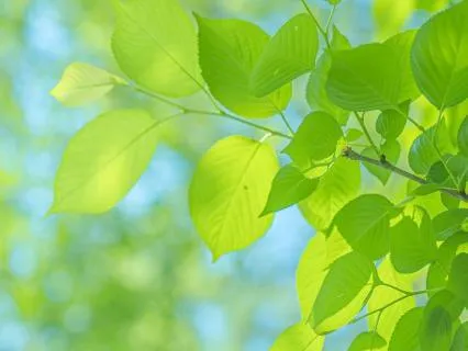 Heart Healing • Gayatri Mantra For Self-Love