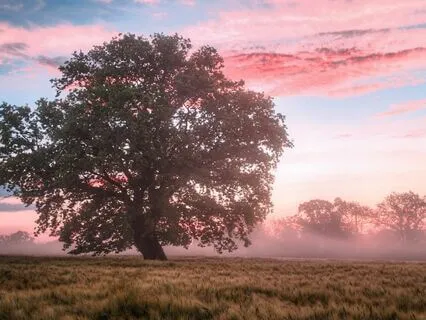 Heart Healing And Expansion In The Temple Of Love