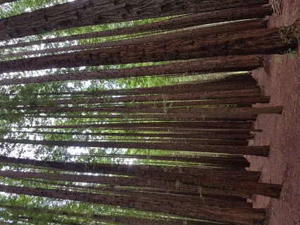 Heart Healing Meditation