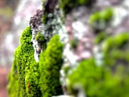 Heart Healing Meditation